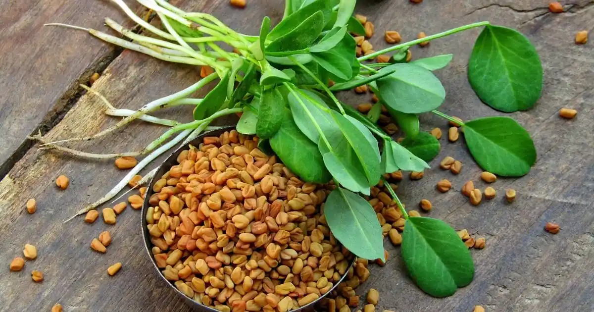 Fenugreek: Discover the Powerful Benefits of This Ancient Herb